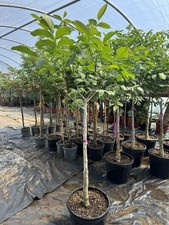 English walnut juglans for sale  UXBRIDGE
