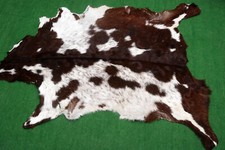 Goat western taxidermy for sale  Taylor