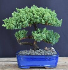 trees evergreen b b for sale  Patchogue