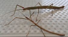 Stick insects couple for sale  GLENROTHES