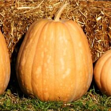 Zucca dickinson semi usato  Cagliari