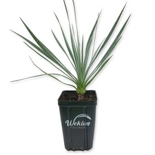Silver yucca live for sale  USA
