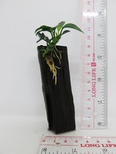 Anubias nana driftwood for sale  SUTTON
