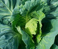 Winter vegetable plants for sale  BANBURY