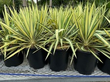 Yucca filamentosa color usato  Pontinia