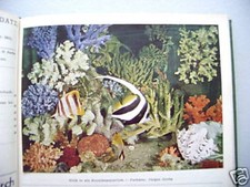 Aquarien terrarienzeitschrift  gebraucht kaufen  Eggenstein-Leopoldshafen
