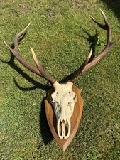 Hirschgeweih vom rotwild gebraucht kaufen  Frankenblick, Schalkau