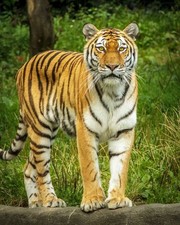 Wild tiger glossy for sale  USA
