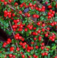 Seeds cotoneaster dammeri for sale  Parsippany