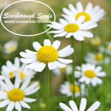 Scarborough seeds roman for sale  San Diego