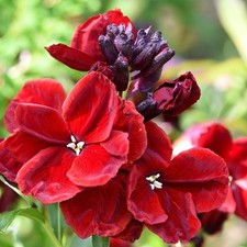Bare root wallflowers for sale Bare root wallflowers for sale  GLASGOW