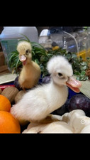 Pom pom duck for sale  CHINNOR