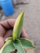 Mutated agave desmettiana for sale  Altadena