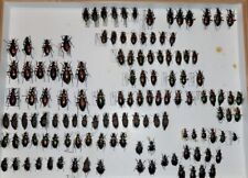 Vecchia collezione carabus usato  Trento