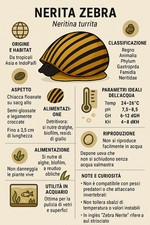 Neritina zebra lumaca usato  Vicovaro