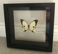 Saharan taxidermy swallowtail for sale Saharan taxidermy swallowtail for sale  CRANLEIGH