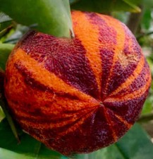 Citrus meyer sinensis usato  Napoli