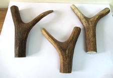 Red deer stag for sale  PETERBOROUGH