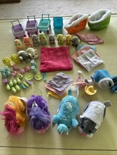 Zhu zhe pets for sale  Morganton