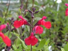 Maraschino cherry red for sale  Jackson
