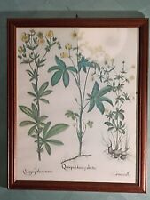 Stampa quadro botanica usato  Ragusa
