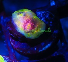 rainbow chalice coral for sale rainbow chalice coral for sale Fort Lauderdale