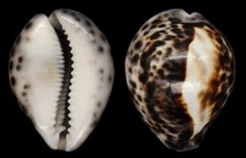 Coquillage collection cypraea d'occasion  Lyon VI