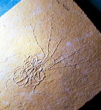 Usado, Crinoide flutuante fino, detalhado, completo 6cm Pterocoma sp., Solnhofen Alemanha comprar usado  Enviando para Brazil