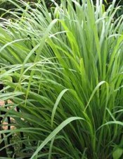 Lemongrass seeds organic for sale  Shasta Lake