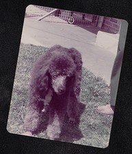 Fotografia vintage enorme cachorro poodle preto de perto no quintal comprar usado Fotografia vintage enorme cachorro poodle preto de perto no quintal comprar usado  Enviando para Brazil