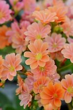 Lewisia cotyledon orange for sale  BIDEFORD