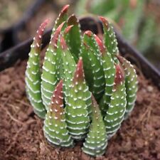Haworthia reinwardtii live for sale  Fort Jones