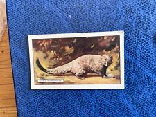 Wild animals gallaher usato  Canelli