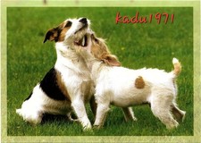 470) AK Jack Russel Terrier, Dog, Tier Hunde Postkarte comprar usado  Enviando para Brazil
