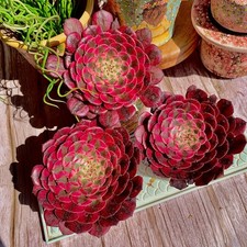 succulent aeonium plant for sale  Syosset