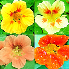 Nasturtium spring mix for sale  Greenville