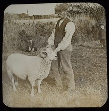 Pwllheli man ram for sale  HAYLE