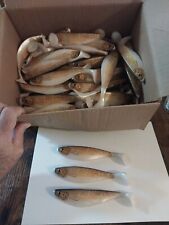 Renosky nos swimbaits for sale  Star City