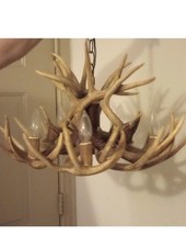Real whitetail deer for sale  Houston