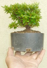 Satsuki azalea kazan for sale  Rosemead