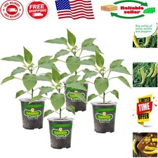 Hot banana pepper for sale  Brockport