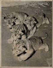 1969 press photo for sale  Memphis