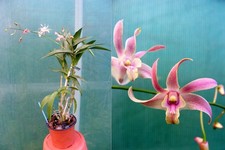 Dendrobium olivier twist usato  Spedire a Italy