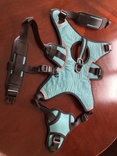 Turquoise blue dog for sale  STROUD