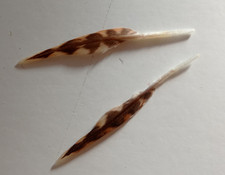 Plume peintre bécasse d'occasion Plume peintre bécasse d'occasion  Vannes