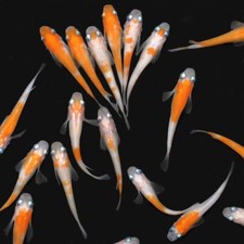 Fertilized komachi medaka for sale  Winchester