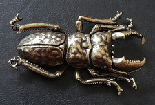 Kabutomushi stag beetle for sale Kabutomushi stag beetle for sale  OSWESTRY