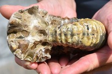Grande ammonite douvilleiceras d'occasion  Pont-à-Mousson