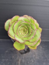 Aeonium undulatum for sale  KILMARNOCK