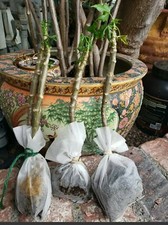 Chaya organic mature for sale  Santa Ana